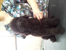 This match has produced wonderful goldendoodle puppies for sale to a loving home to enjoy. Goldendoodle Puppies For Sale In Toledo Ohio Classifieds Buy And Sell Americanlisted Com Private