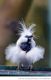 Birds Lyrics Imagine Dragons Meaning Pin On God S Amazing Creation