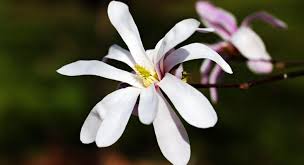 Check spelling or type a new query. Magnolia Flower Meaning Symbolism And Colors