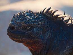 Nine Fun Facts About Galapagos Marine Iguanas Galapagos Islands Marine Iguana Iguana Galapagos