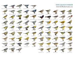 Identification Birds Of New Jersey Field Guide Downloadable Quick Finders From The Warbler Guide Bird Photography Identifying Birds Backyard Birds