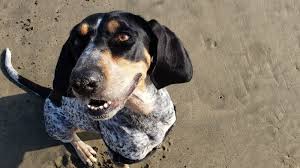See more of bluetick hound puppies on facebook. The Bluetick Coonhound Cost Guide With Calculator Petbudget Pet Costs Saving Tips