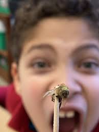 Prescott Magnet Cluster School