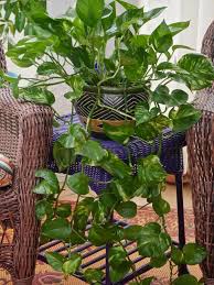 Check spelling or type a new query. 10 Best Low Light Indoor Plants That Are Easy To Care For