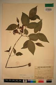 Image result for Strophanthus sarmentosus