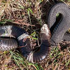 List of fatal snake bites in australia. Rinkhals African Snakebite Institute