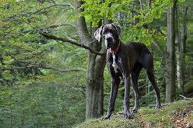 Dogs younger than twelve weeks tend toward suffering in the severe kind of the disease. The Labradane Or The Great Dane Lab Mix Labrottie Com