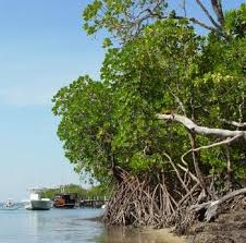 Image result for Ceriops