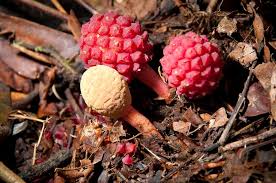 Image result for Balanophoraceae