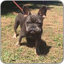 blue and tan frenchie franzosische bulldogge bulldogge franzosisch