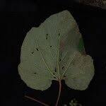 Image result for Ampelocissus abyssinica