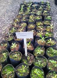 Image result for Gaertnera