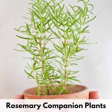 Rosemary is a good companion plant to grow alongside many types of vegetables. Must Know Companion Plants For Rosemary For A Healthy Productive Garden Together Time Family