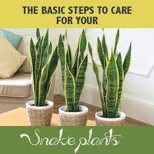 Simple Care For A Snake Plant Proscape Plants Low Light Plants Indoor Plants