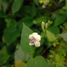 Image result for Asystasia intrusa