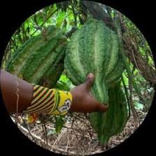 Image result for Telfairia pedata