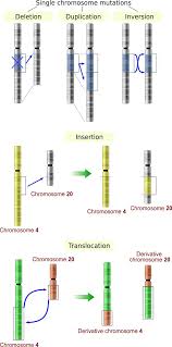 Sodass ein gesamter satz an chromosomen (=diploider chromosomensatz) in beiden zellen vorhanden ist. Chromosomenmutationen Lecturio Medizin Magazin