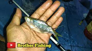 Cara mancing kakap putih di siang hari mungkin masih asing untuk para pemancing. Coba Mancing Malam Umpan Ikan Mancing Kakap Tompel Kerapu Mancing Kakap Putih Barramundi Youtube