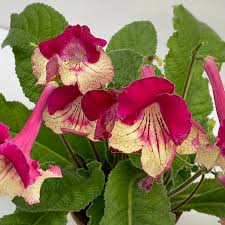 Image result for Streptocarpus erubescens