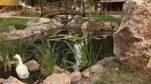 These ducks are here to stay as they're adorably displayed in your favorite space. Eden Duck Pond Stock Video Footage 4k And Hd Video Clips Shutterstock