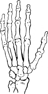 Schelet De Mană Poza Gratuite Public Domain Pictures Skeleton Drawings Skeleton Hands Drawing Anatomy Art