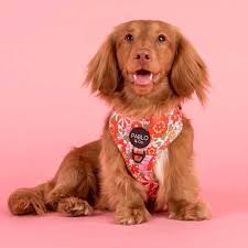 DOG WORLD MAGAZINE SEPTEMBER 2024 by Dogs Queensland