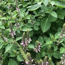 Image result for Ocimum lamiifolium
