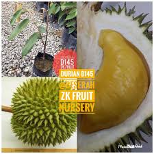 Cara sisip cantuman mata tunas durian musang king (2 minit siap) подробнее. Anak Pokok Durian D145 Beserah Mek Hijau Super Rare Shopee Malaysia