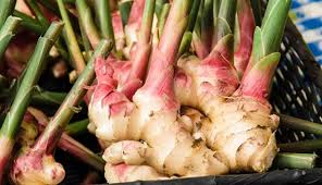 You just need to keep in mind ginger is a perennial (it will keep growing from year to year). When Do You Harvest Ginger Hobby Farms