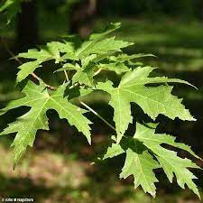 Silver Maple Trees Are An Excellent Shade Producer Silver Maple Tree Trees To Plant Fast Growing Trees