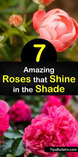 Maybe you would like to learn more about one of these? 7 Amazing Roses That Shine In The Shade Roses For Shade Climbing Roses For Shade Shade Roses