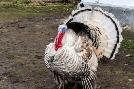 Are Turkeys The New Backyard Chickens Chickens Backyard Raising Turkeys Backyard