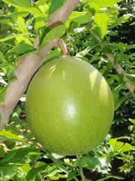 Calebassier Le Merveilleuse Chiang Mai Idee Legume Fruits Exotiques Terrarium Pour Plantes Grasses