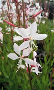 We did not find results for: Gaura Lindheimeri Whirling Butterflies Proctors Nursery