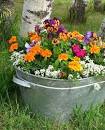 Image result for flowers that need full sunlight