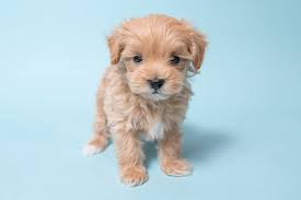 The only difference is their luck. How Much Does A Maltipoo Cost From Adoption To Cost Of Caring For Your Maltipoo Over The Years Maltipoo Puppies For Sale