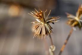 Image result for Bidens baumii