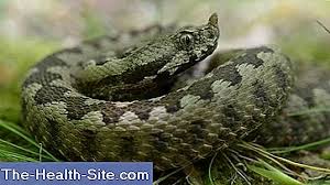 Desi se spune ca este cel mai mare sarpe din lume, aceasta afirmatie este putin incorecta deoarece nu este cel mai lung sarpe din lume, ci cel acest colorit al sarpelui il ajuta sa se camufleze mai bine in habitatul sau format din vegatatia uda. Muscatura De Sarpe Simptome ConsecinÈ›e Prim Ajutor Terapia È™tiinÈ›ifico Practic Medical Journal 2021