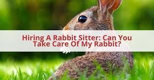 If you could ask a dog and he or she could tell ya, they would say parkewood kennels is a pretty nice place to stay. Hiring A Rabbit Sitter Can You Take Care Of My Rabbit