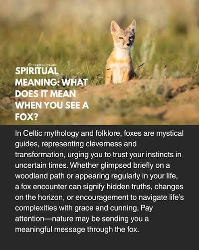 Swipe to learn about fox symbolism ➡️ Since we sell fox oddities, I thought it would be beneficial to share what foxes are all about! I believe that animal remnants work just