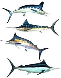 Hatchet White Blue And Black Marlins Sea Fish Sea Creatures Fish Art
