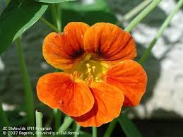 Image result for Tropaeolaceae
