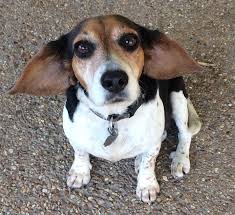 Why buy a puppy for sale if you can adopt and save a life? Beagle Dogs For Adoption Near Me Off 51 Www Usushimd Com