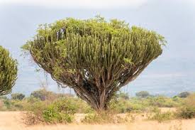 Image result for Lepidagathis lanatoglabra