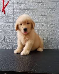 Golden retriever puppies scotland for sale. Golden Retriever Puppies Home