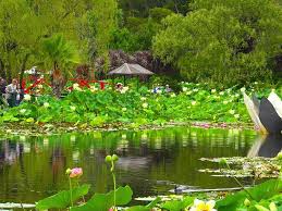 There you can pick your own peonies. Where To See Flowers Near Melbourne