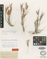 Image result for Elionurus