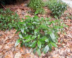 Image result for Psychotria vogeliana