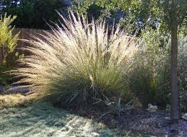 Maybe you would like to learn more about one of these? Best 5 Ornamental Grasses For Texas Landscapes