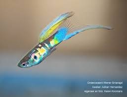 Wiener Smaragd Guppy Fish Cool Fish Amazing Aquariums
